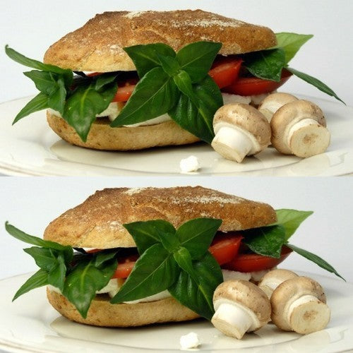 Mushroom plant