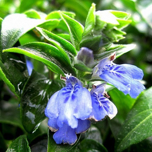 Mushroom plant