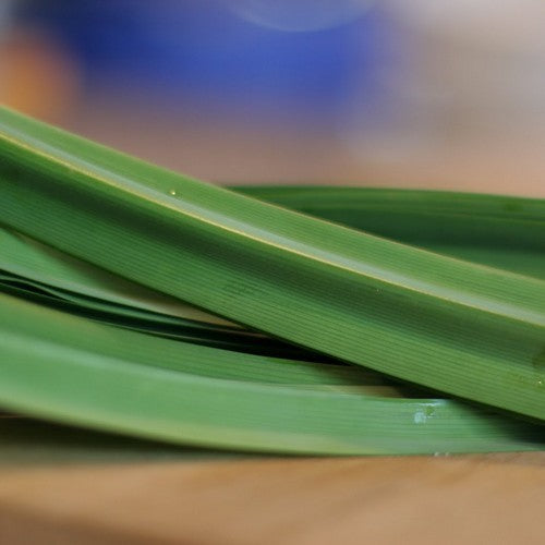 Pandan of Schroefpalm