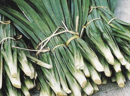 Pandan of Schroefpalm