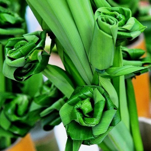 Pandan of Schroefpalm
