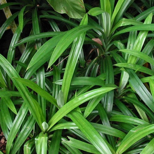 Pandan of Schroefpalm