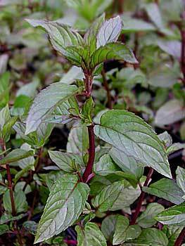 PeperMunt, Zwarte 'Nigra'