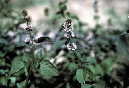 PeperMunt, Zwarte 'Nigra'
