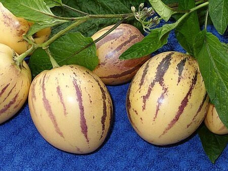 Pepino