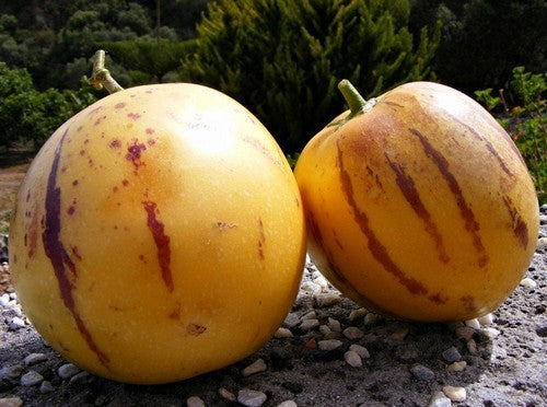 Pepino