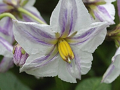 Pepino