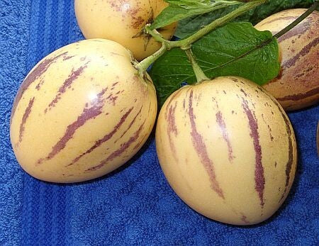 Pepino