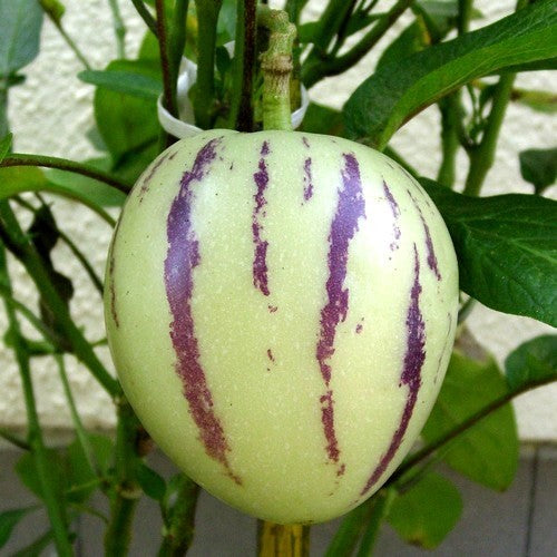 Pepino