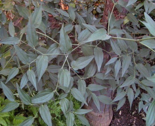 Peruaanse Bladpeper