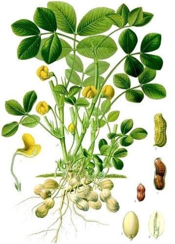 Peanut plant