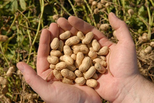 Peanut plant