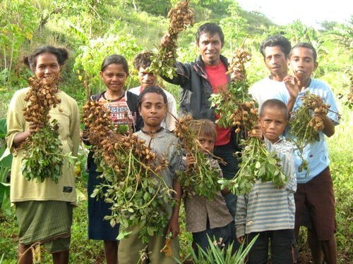 Peanut plant