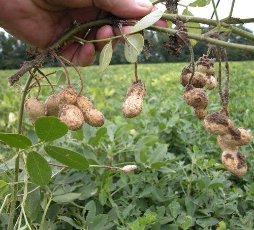 Peanut plant