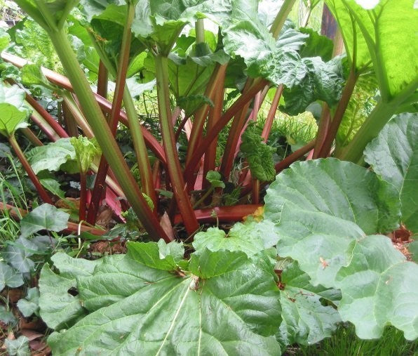 Rabarber 'Frambozen Rood'