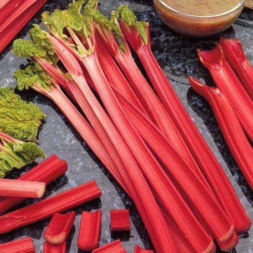 Rabarber 'Holsteiner Blut'