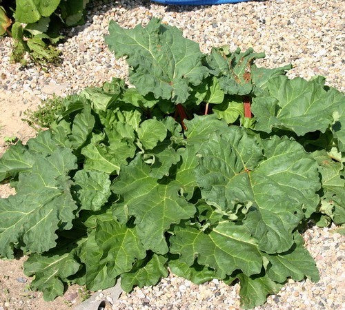Rabarber 'Holsteiner Blut'