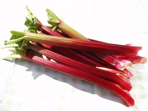 Rabarber 'Red Champagne' / 'Champagne Early' / 'Hawke'S Cham