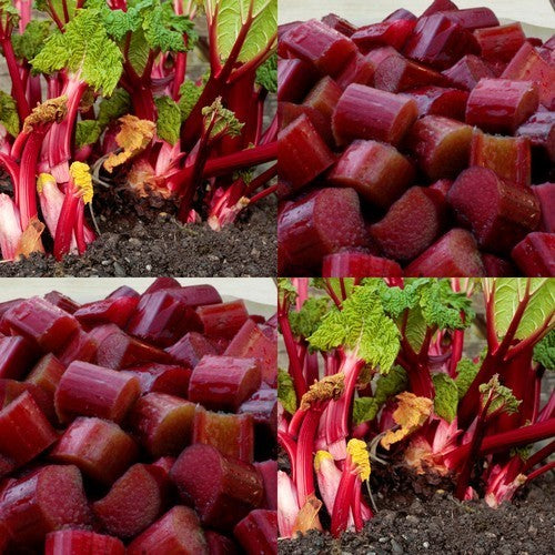 Rabarber 'Ruby Jack'