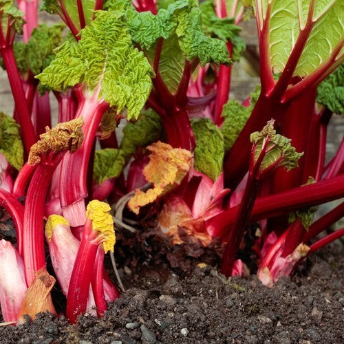 Rabarber 'Ruby Jack'