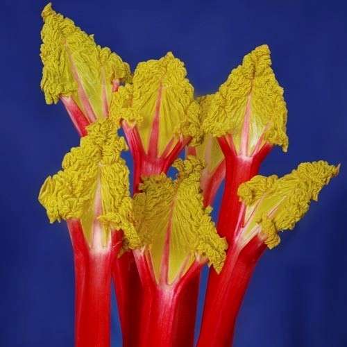 Rabarber 'Stockbridge Arrow'