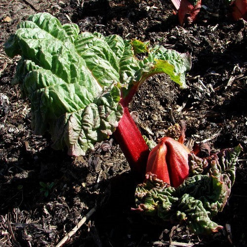 Rabarber 'Stockbridge Arrow'