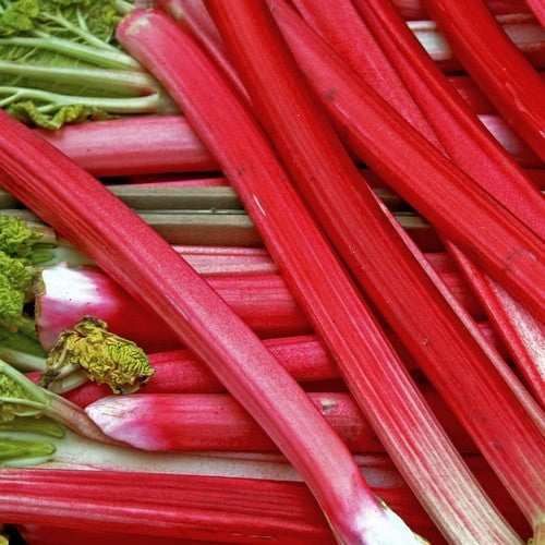 Rabarber 'Stockbridge Arrow'
