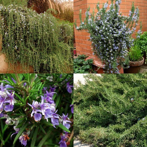 Rozemarijn, Waterval 'Blue Rain' / 'Corsican Blue' / Prostat
