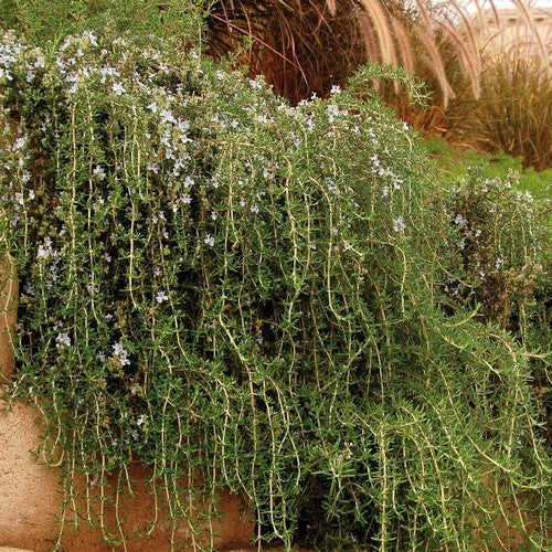 Rozemarijn, Waterval 'Blue Rain' / 'Corsican Blue' / Prostat