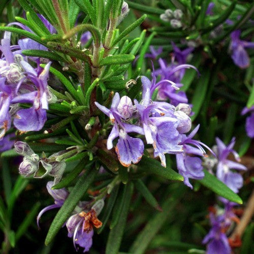 Rozemarijn, Waterval 'Blue Rain' / 'Corsican Blue' / Prostat