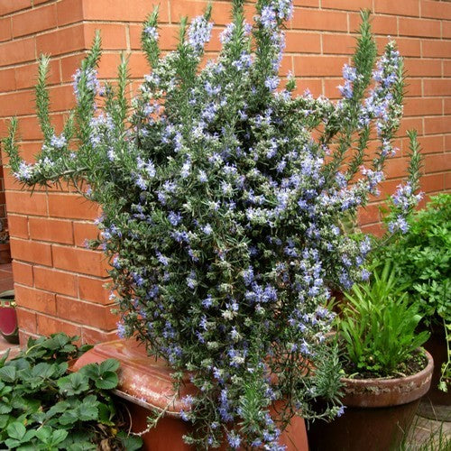 Rozemarijn, Waterval 'Blue Rain' / 'Corsican Blue' / Prostat