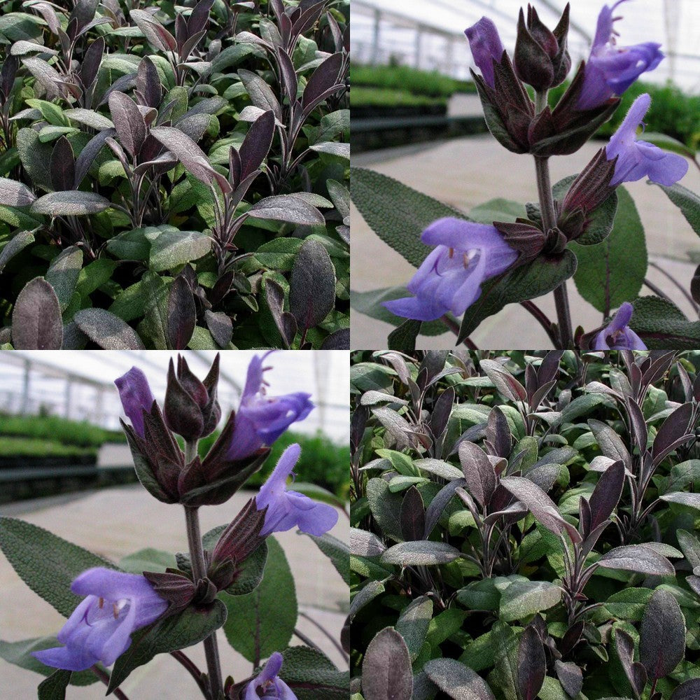 Paarse Salie 'Purpurascens'