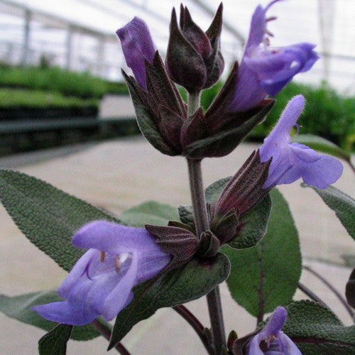 Paarse Salie 'Purpurascens'