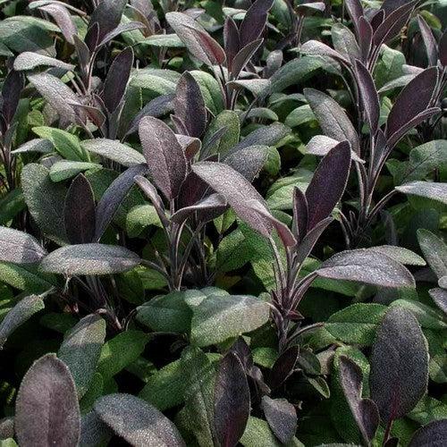 Paarse Salie 'Purpurascens'
