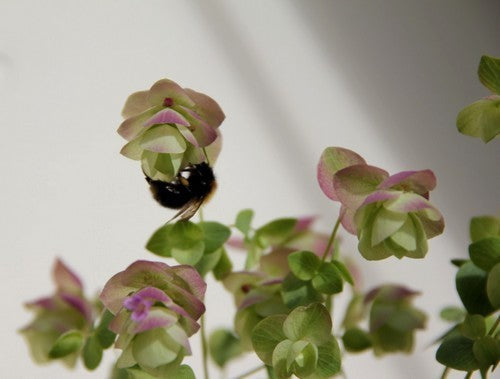 Santorini Oregano 'Santorini Bells' / 'Kent Beauty' / 'Pagod'