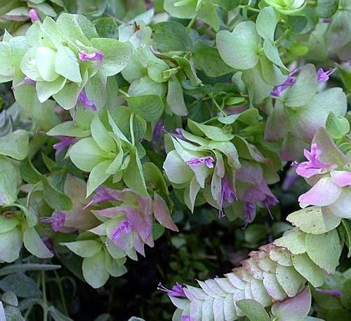 Santorini Oregano 'Santorini Bells' / 'Kent Beauty' / 'Pagod'