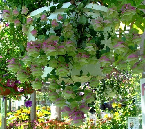 Santorini Oregano 'Santorini Bells' / 'Kent Beauty' / 'Pagod'
