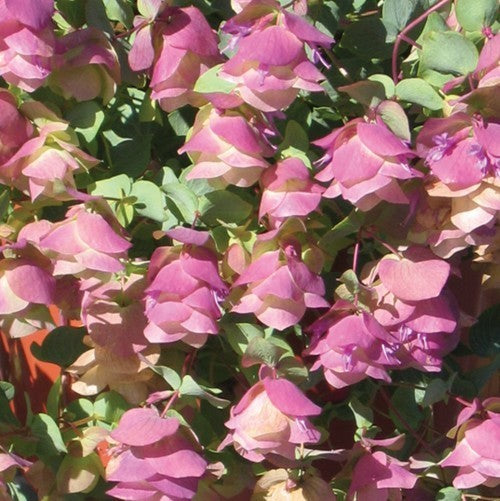 Santorini Oregano 'Santorini Bells' / 'Kent Beauty' / 'Pagod'