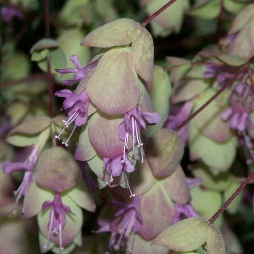 Santorini Oregano 'Santorini Bells' / 'Kent Beauty' / 'Pagod'