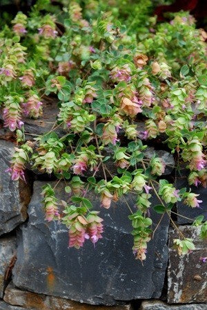 Santorini Oregano 'Santorini Bells' / 'Kent Beauty' / 'Pagod'