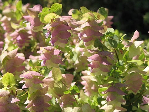 Santorini Oregano 'Santorini Bells' / 'Kent Beauty' / 'Pagod'