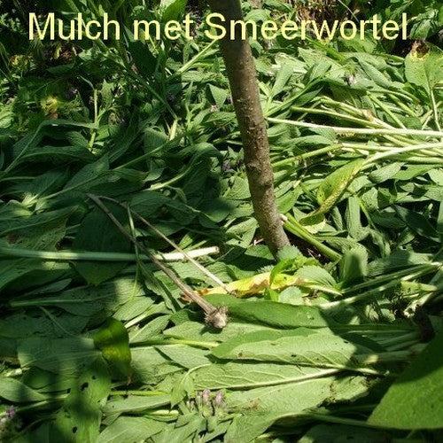 Smeerwortel 'Bocking 14'