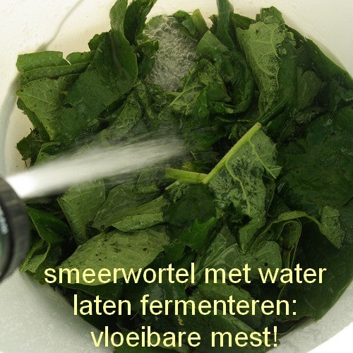 Smeerwortel 'Bocking 14'
