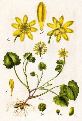 Speenkruid