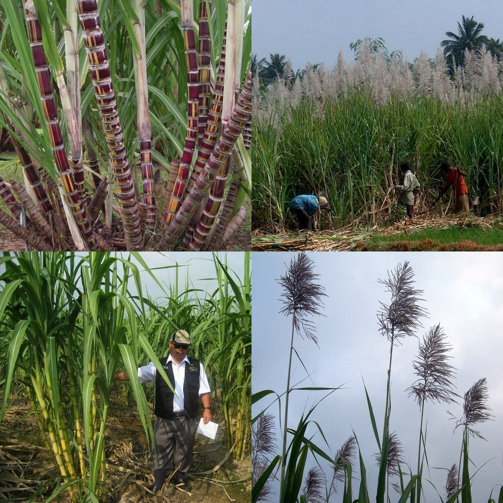 Sugarcane