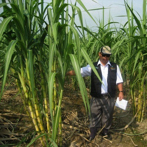 Sugarcane