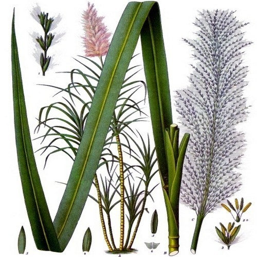 Sugarcane