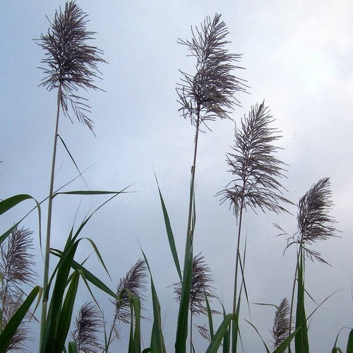 Sugarcane