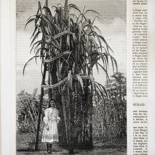 Sugarcane