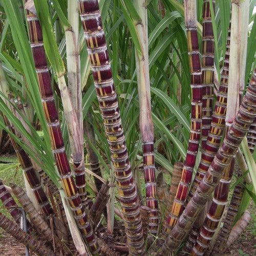 Sugarcane